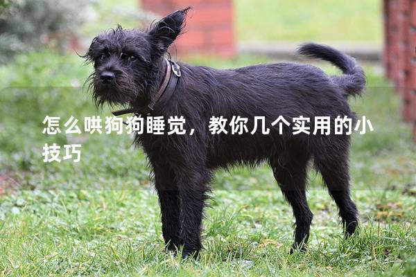 怎么哄狗狗睡觉，教你几个实用的小技巧