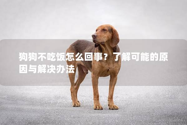 狗狗不吃饭怎么回事？了解可能的原因与解决办法