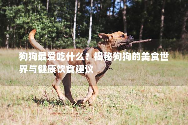 狗狗最爱吃什么？揭秘狗狗的美食世界与健康饮食建议