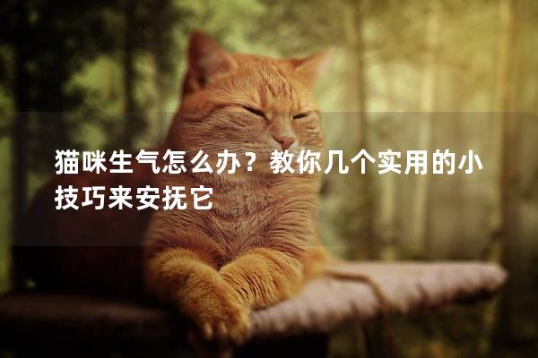 猫咪生气怎么办？教你几个实用的小技巧来安抚它