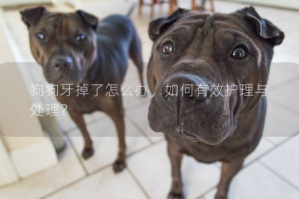 狗狗牙掉了怎么办，如何有效护理与处理？