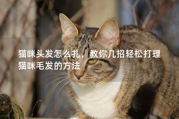 猫咪头发怎么扎，教你几招轻松打理猫咪毛发的方法
