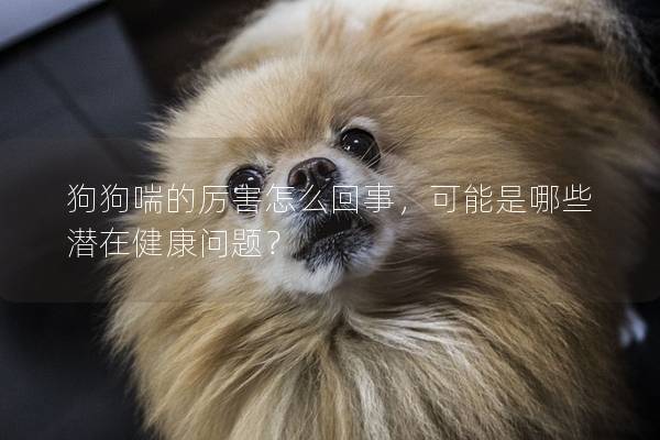 狗狗喘的厉害怎么回事，可能是哪些潜在健康问题？
