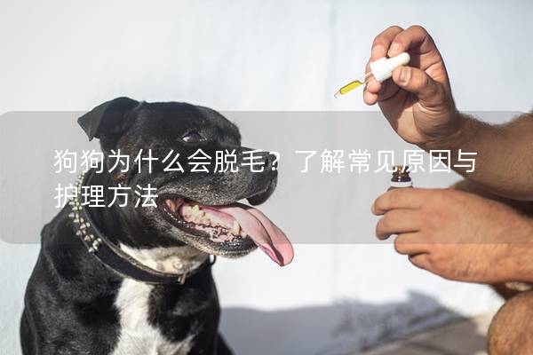 狗狗为什么会脱毛？了解常见原因与护理方法