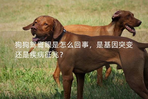 狗狗鸳鸯眼是怎么回事，是基因突变还是疾病征兆？