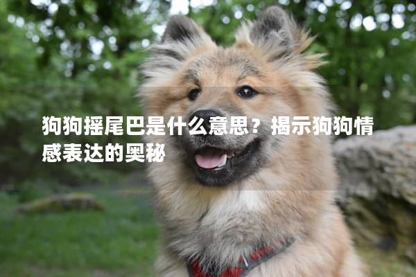狗狗摇尾巴是什么意思？揭示狗狗情感表达的奥秘