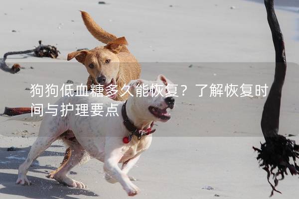 狗狗低血糖多久能恢复？了解恢复时间与护理要点