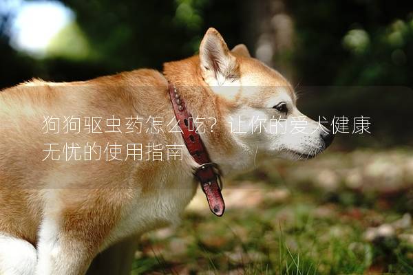 狗狗驱虫药怎么吃？让你的爱犬健康无忧的使用指南