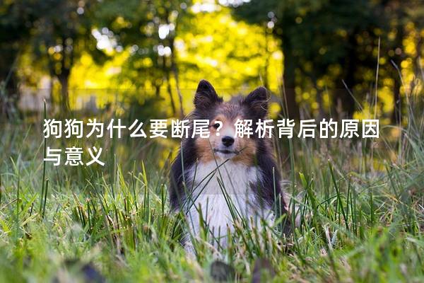 狗狗为什么要断尾？解析背后的原因与意义