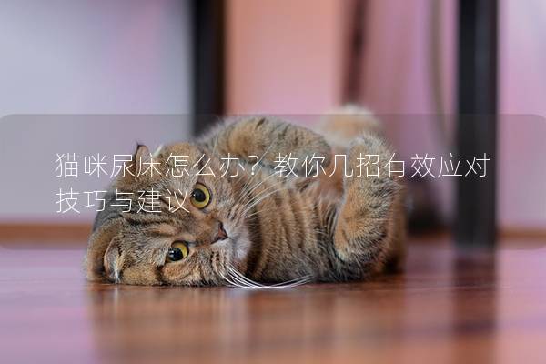 猫咪尿床怎么办？教你几招有效应对技巧与建议