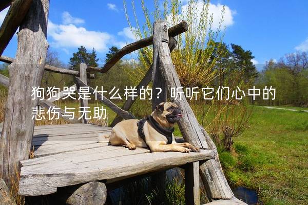 狗狗哭是什么样的？听听它们心中的悲伤与无助