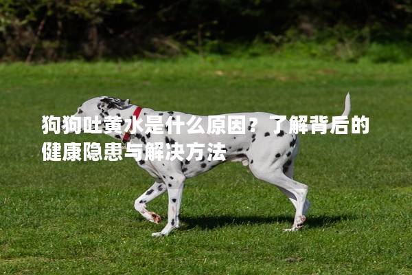 狗狗吐黄水是什么原因？了解背后的健康隐患与解决方法