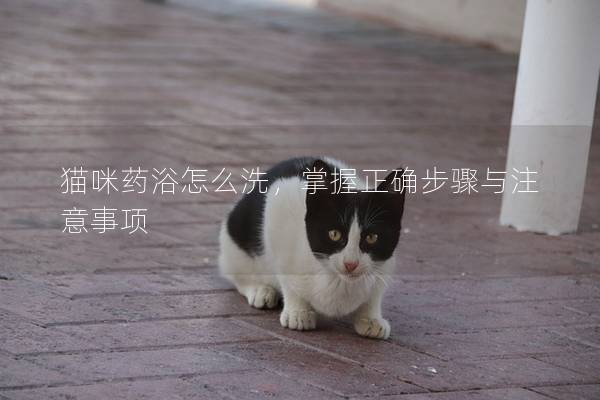 猫咪药浴怎么洗，掌握正确步骤与注意事项