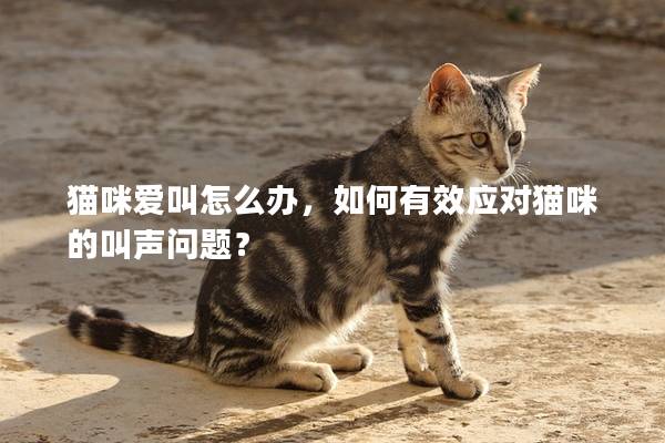 猫咪爱叫怎么办，如何有效应对猫咪的叫声问题？
