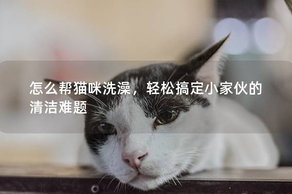 怎么帮猫咪洗澡，轻松搞定小家伙的清洁难题