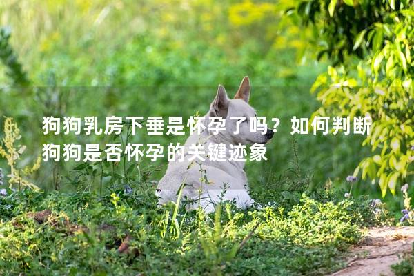 狗狗乳房下垂是怀孕了吗？如何判断狗狗是否怀孕的关键迹象
