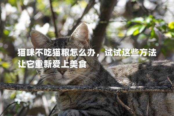 猫咪不吃猫粮怎么办，试试这些方法让它重新爱上美食