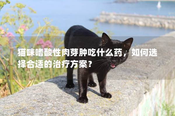 猫咪嗜酸性肉芽肿吃什么药，如何选择合适的治疗方案？