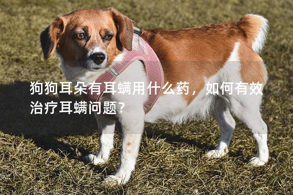 狗狗耳朵有耳螨用什么药，如何有效治疗耳螨问题？