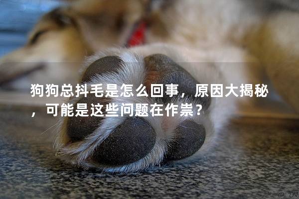 狗狗总抖毛是怎么回事，原因大揭秘，可能是这些问题在作祟？