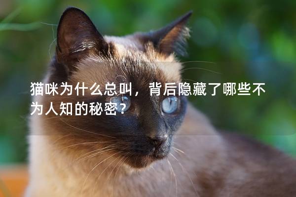 猫咪为什么总叫，背后隐藏了哪些不为人知的秘密？