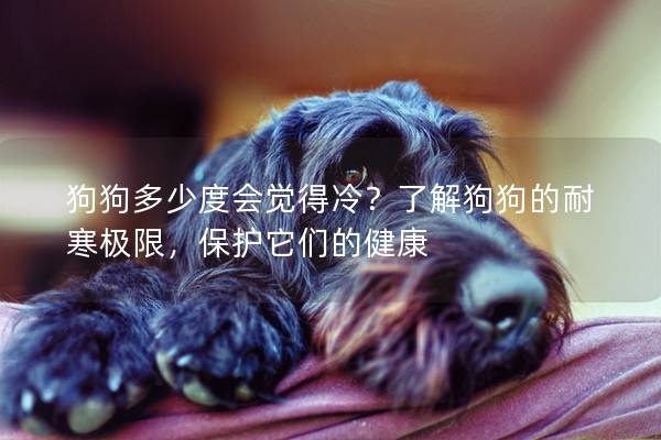 狗狗多少度会觉得冷？了解狗狗的耐寒极限，保护它们的健康