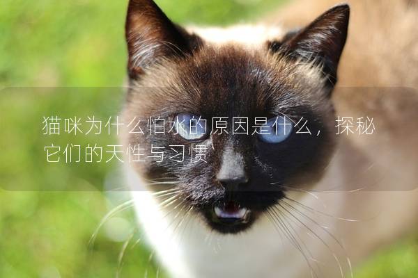猫咪为什么怕水的原因是什么，探秘它们的天性与习惯