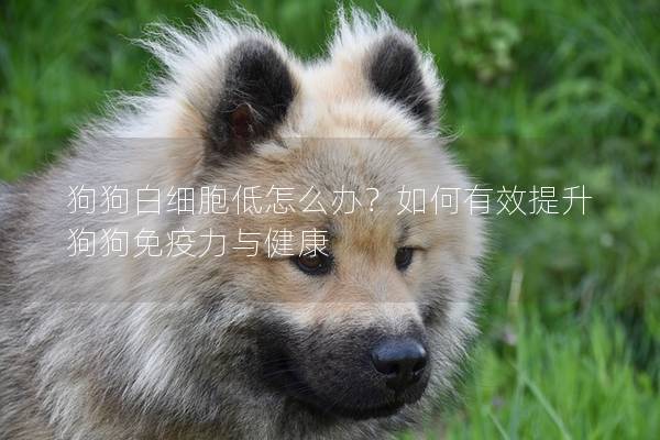 狗狗白细胞低怎么办？如何有效提升狗狗免疫力与健康