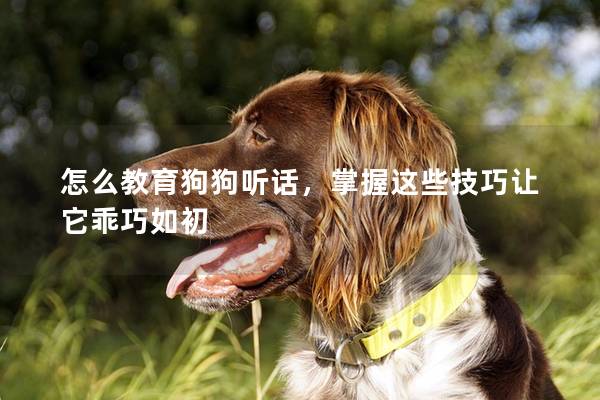 怎么教育狗狗听话，掌握这些技巧让它乖巧如初