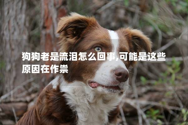 狗狗老是流泪怎么回事,可能是这些原因在作祟