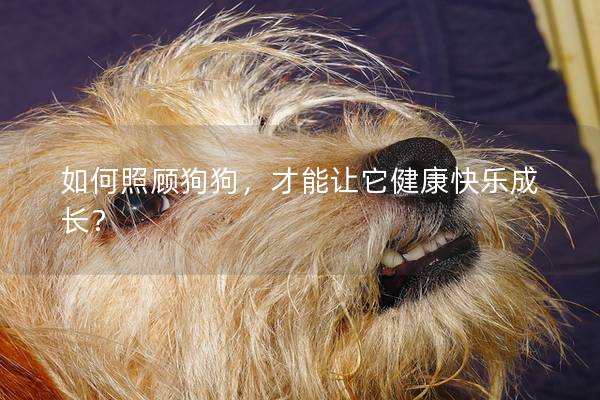 如何照顾狗狗，才能让它健康快乐成长？
