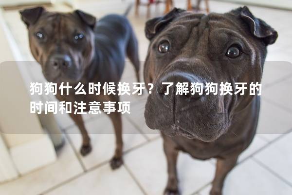 狗狗什么时候换牙？了解狗狗换牙的时间和注意事项
