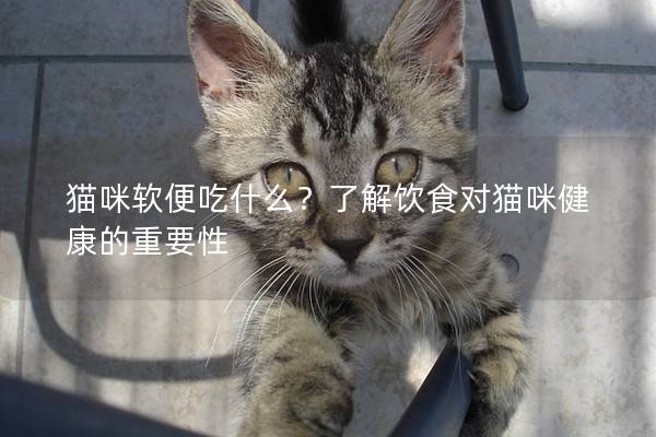 猫咪软便吃什么？了解饮食对猫咪健康的重要性