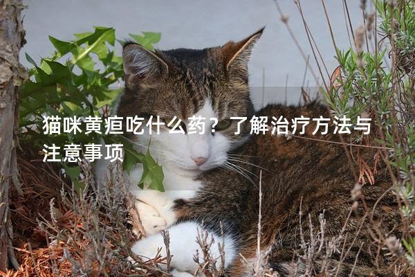 猫咪黄疸吃什么药？了解治疗方法与注意事项