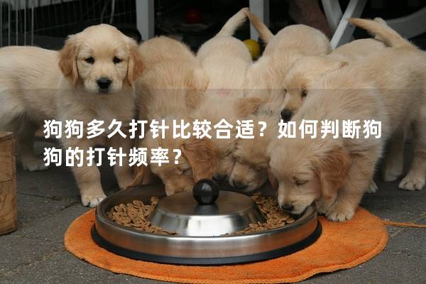 狗狗多久打针比较合适？如何判断狗狗的打针频率？