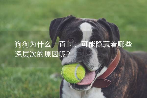 狗狗为什么一直叫，可能隐藏着哪些深层次的原因呢？