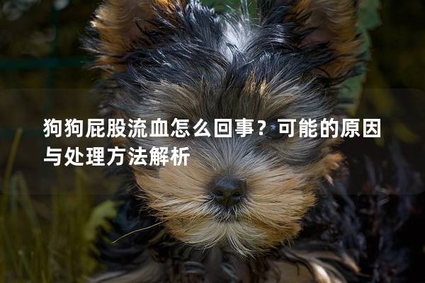 狗狗屁股流血怎么回事？可能的原因与处理方法解析