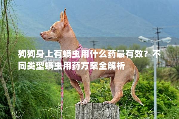 狗狗身上有螨虫用什么药最有效？不同类型螨虫用药方案全解析