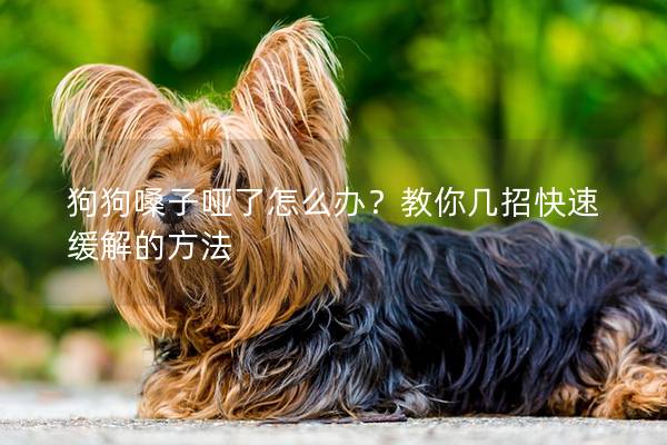 狗狗嗓子哑了怎么办？教你几招快速缓解的方法