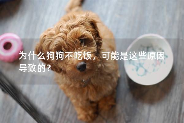 为什么狗狗不吃饭，可能是这些原因导致的？