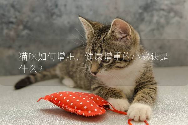 猫咪如何增肥，健康增重的小秘诀是什么？