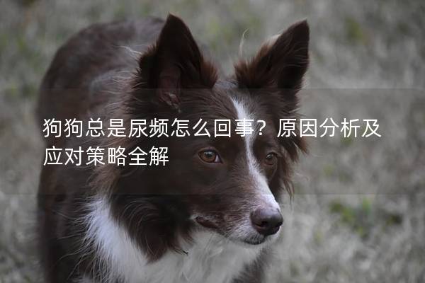 狗狗总是尿频怎么回事？原因分析及应对策略全解