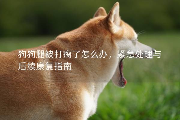 狗狗腿被打瘸了怎么办，紧急处理与后续康复指南