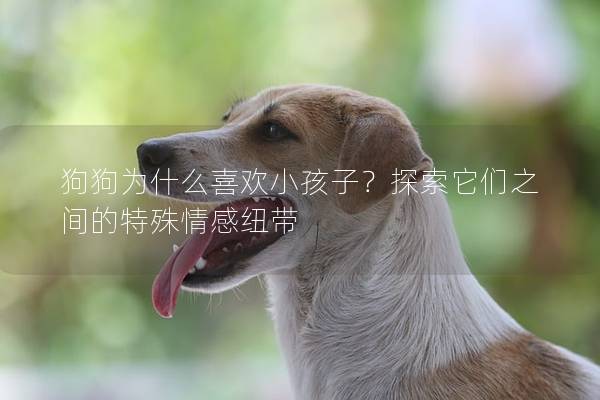 狗狗为什么喜欢小孩子？探索它们之间的特殊情感纽带