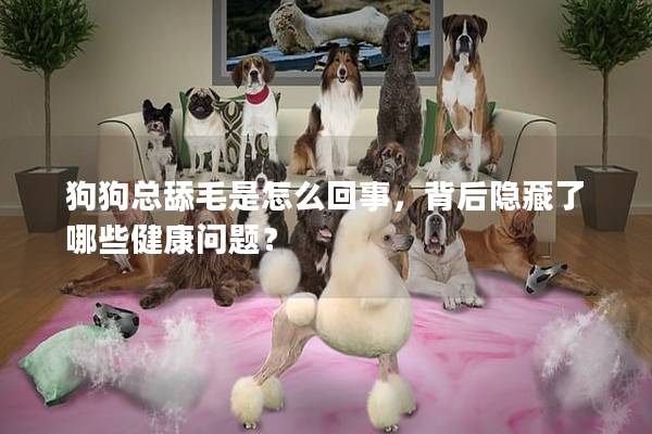 狗狗总舔毛是怎么回事，背后隐藏了哪些健康问题？