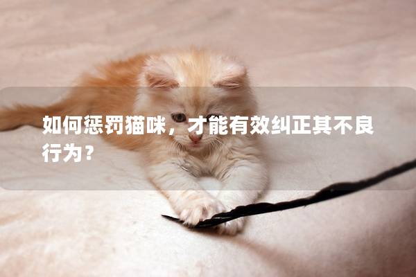 如何惩罚猫咪，才能有效纠正其不良行为？