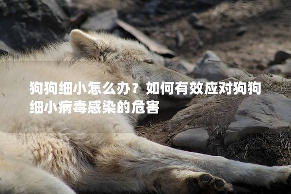 狗狗细小怎么办？如何有效应对狗狗细小病毒感染的危害