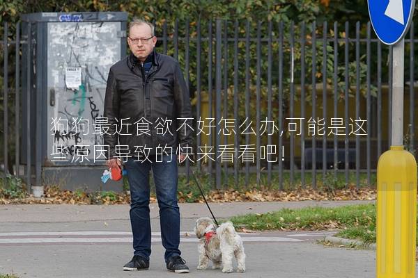 狗狗最近食欲不好怎么办,可能是这些原因导致的快来看看吧!