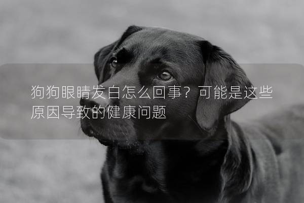 狗狗眼睛发白怎么回事？可能是这些原因导致的健康问题