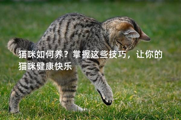 猫咪如何养？掌握这些技巧，让你的猫咪健康快乐
